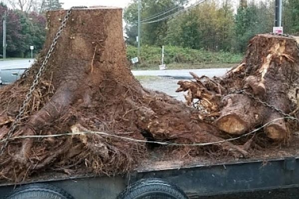 Stump Grinding Services