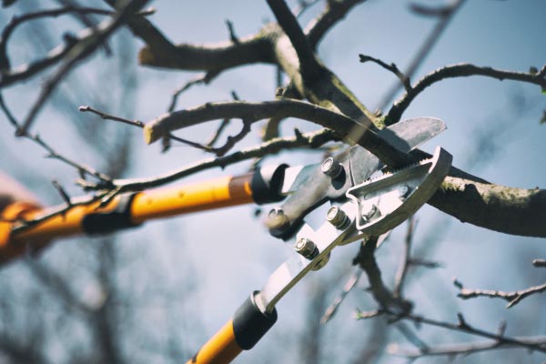 Tree Pruning Tree Trimming