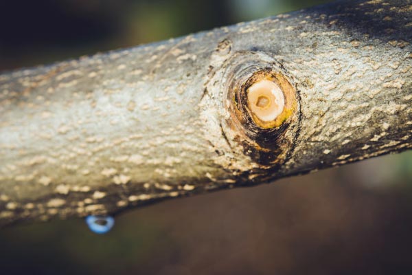 Tree Trimming Solutions